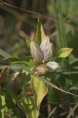 Gentiana × pallidocyanea
