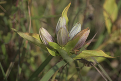Gentiana × pallidocyanea