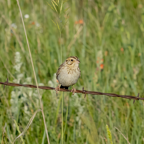 Baird's Sparrow (Centronyx bairdii)