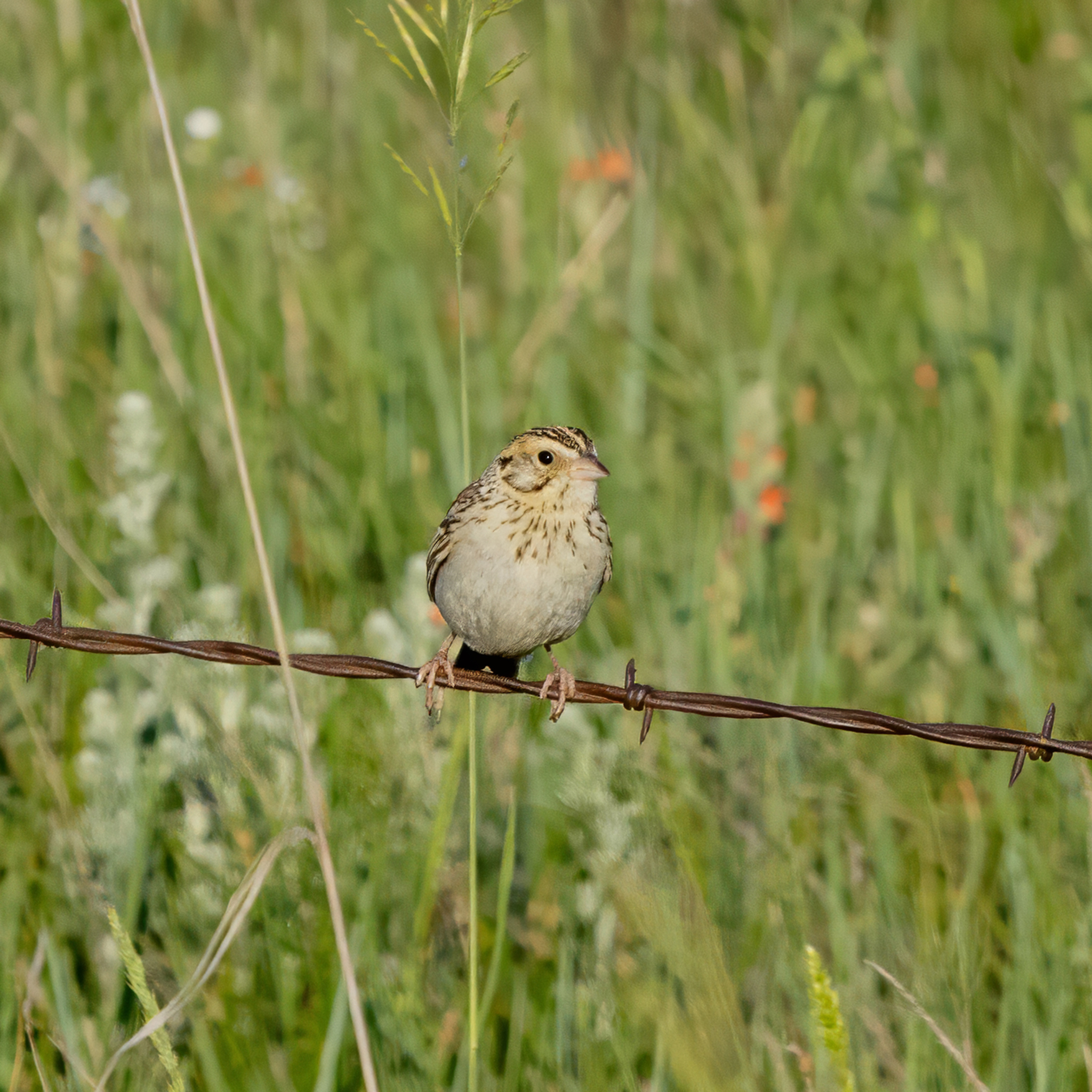 Baird's Sparrow (Centronyx bairdii), photo 1