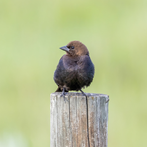 Brown-headed Cowbird photographed in North Dakota