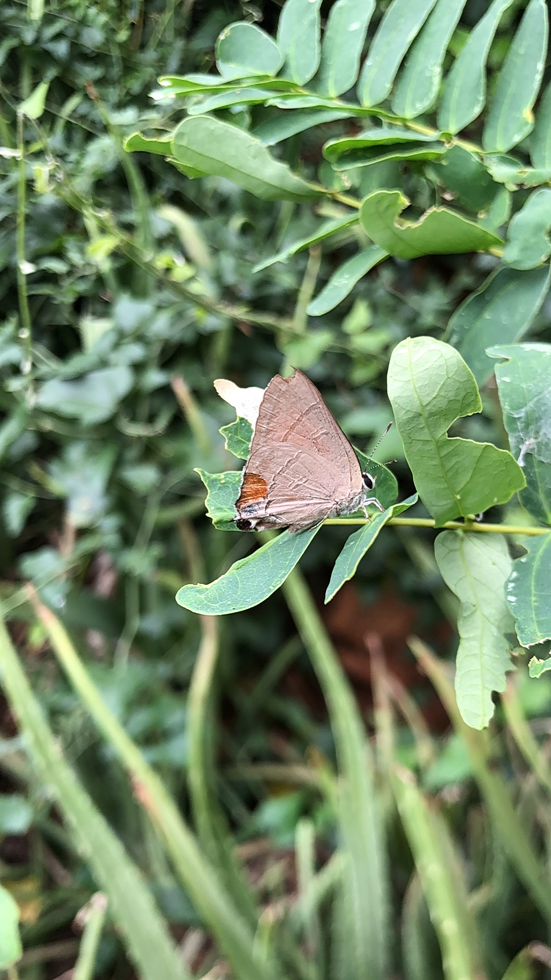 Common Red Flash