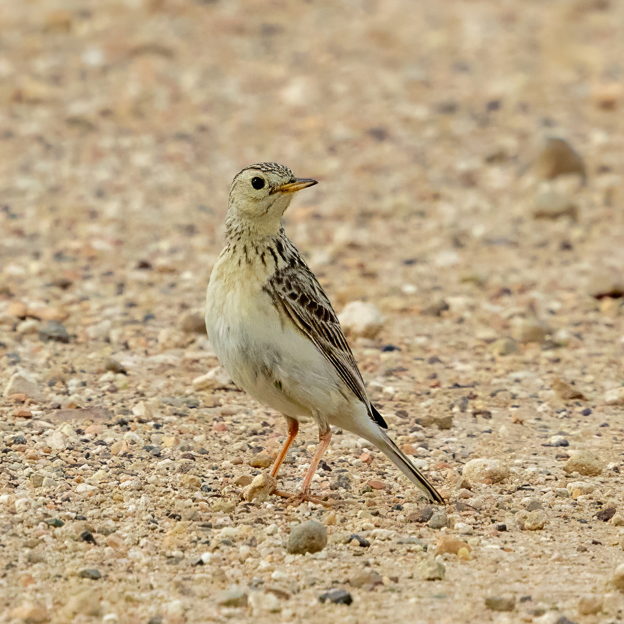 Sprague's Pipit (Anthus spragueii), photo 3