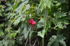 Hibiscus uncinellus