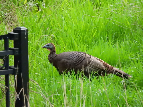 Wild Turkey photographed in Illinois