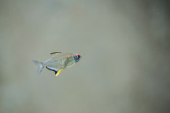 Hyphessobrycon pulchripinnis