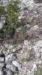 Mirabilis glabrifolia