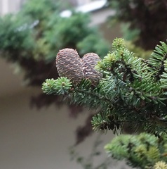 Abies