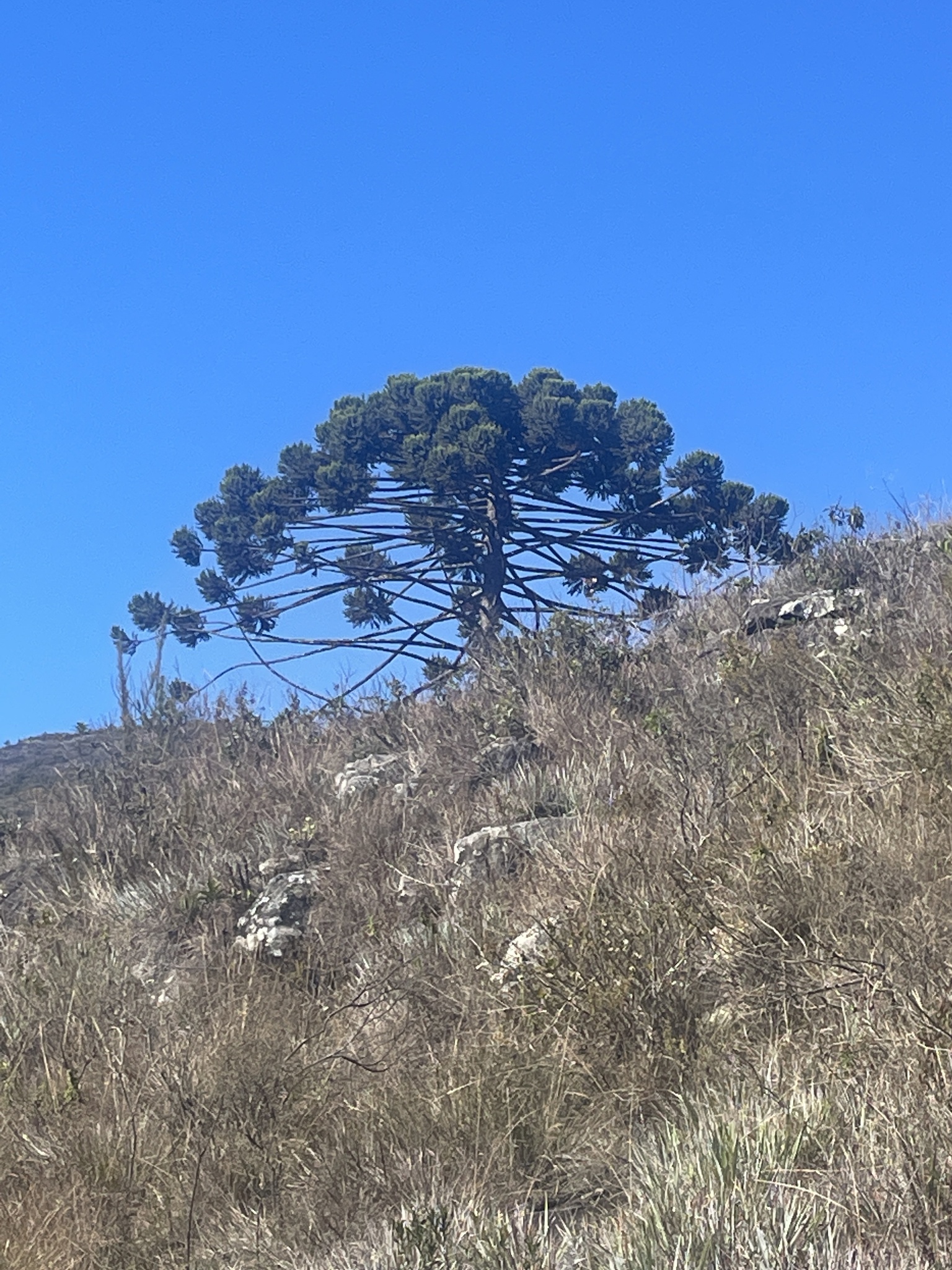 Araucaria angustifolia