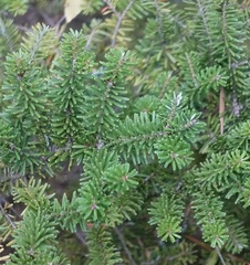 Abies