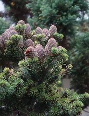 Abies