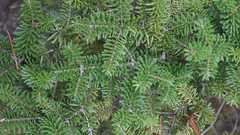 Abies