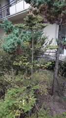 Abies