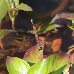 Ischnura aurora aurora