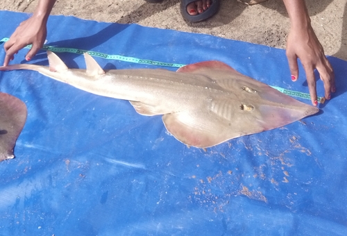 Blackchin guitarfish (Glaucostegus cemiculus) — Glaucostegidae — 5