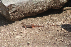 Aspidoscelis angusticeps