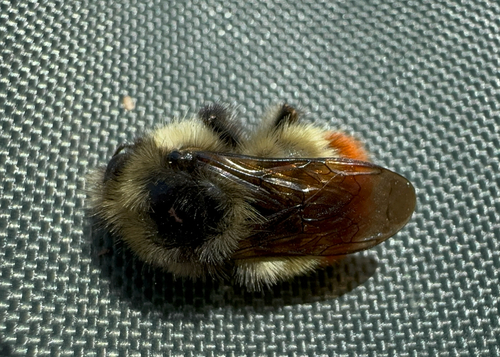 Photo of Yellow-fronted Bumble Bee (Bombus flavifrons)