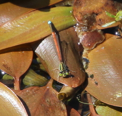Ischnura aurora aurora
