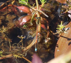 Ischnura aurora aurora