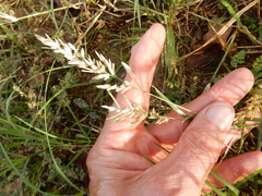 Eragrostis barrelieri