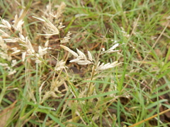 Eragrostis barrelieri