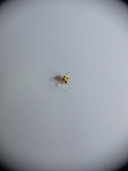 Theridula