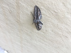 Holochroa dissociarius