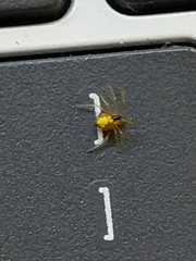 Theridula