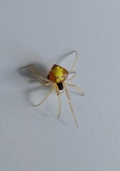 Theridula