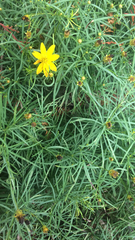 Coreopsis verticillata