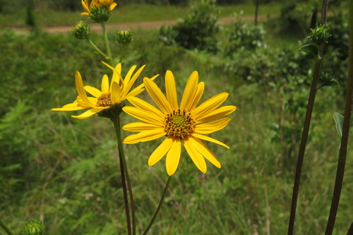 Helianthus occidentalis ssp. plantagineus