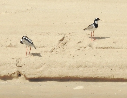 Vanneau de Cayenne (Hoploxypterus cayanus)
