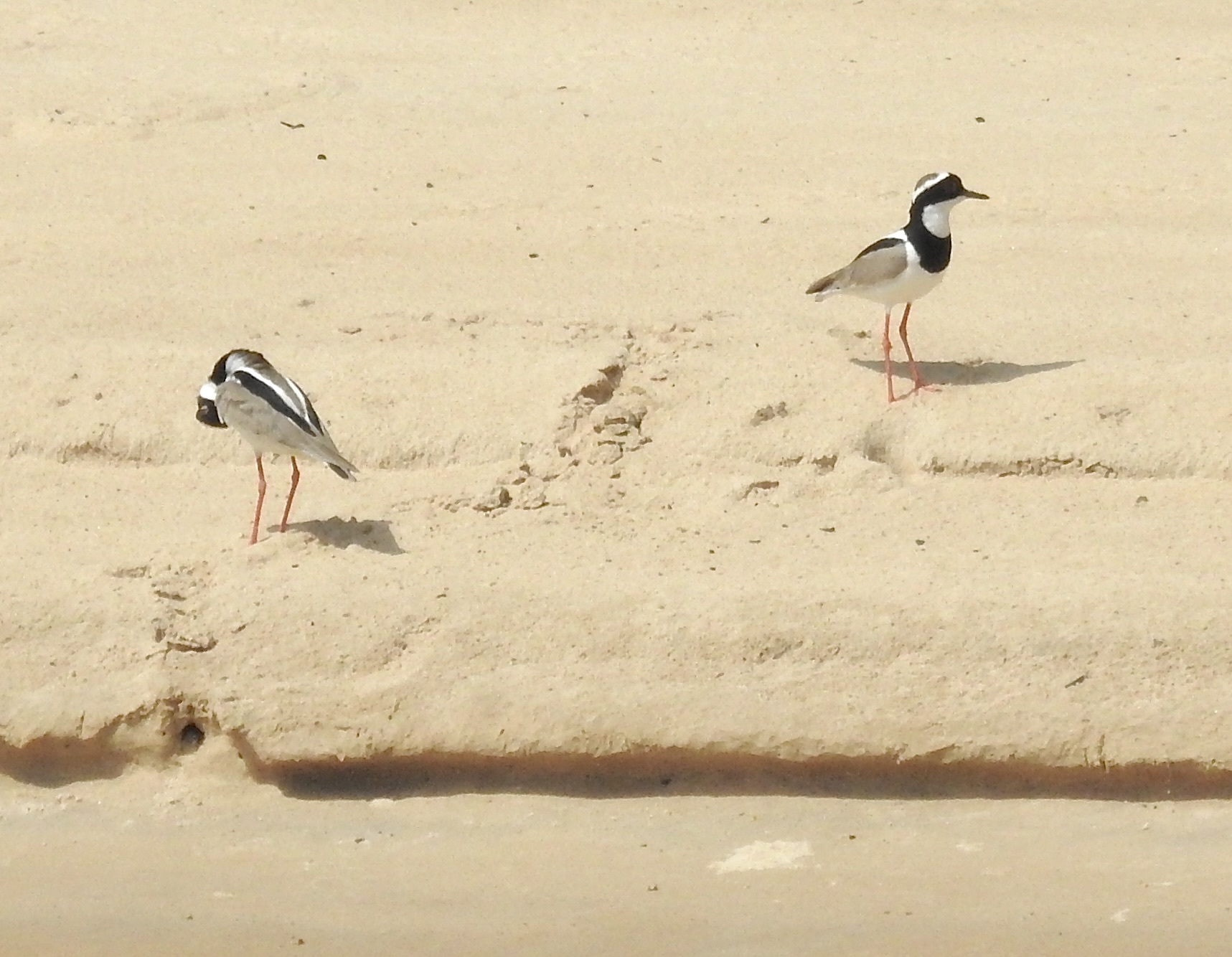 Pied Plover illustration