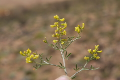 Lotononis viborgioides