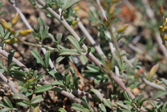 Lotononis viborgioides