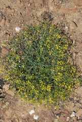 Lotononis viborgioides