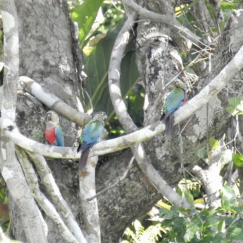 Crimson-bellied Parakeet (Pyrrhura perlata)