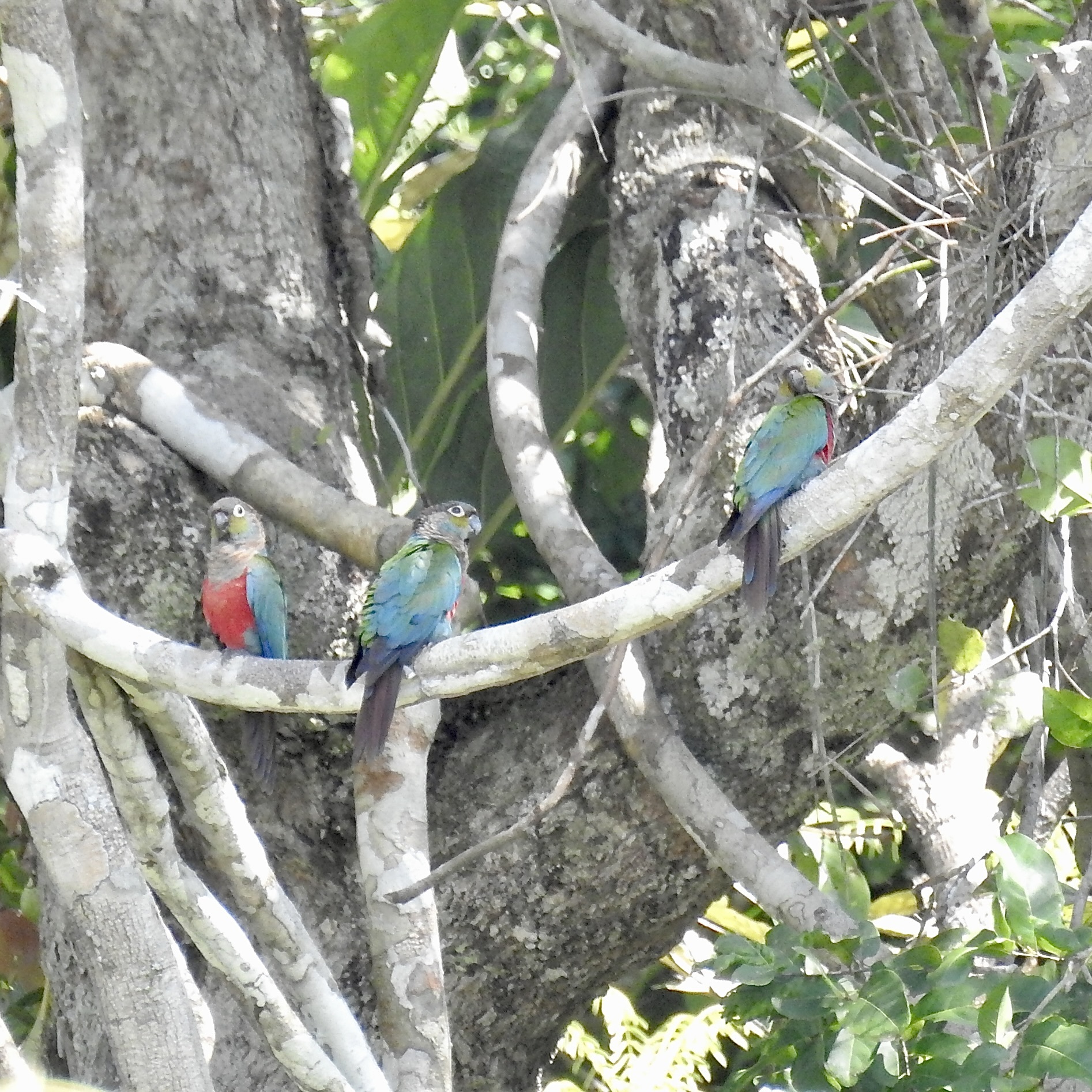 Crimson-bellied Parakeet (Pyrrhura perlata), photo 1