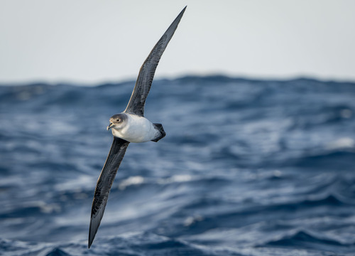 iNaturalist image