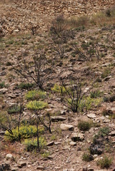 Lotononis viborgioides