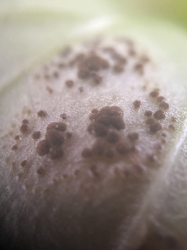 Puccinia circaeae