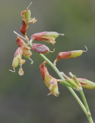 Lotononis viborgioides