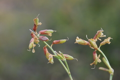 Lotononis viborgioides