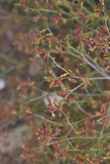 Lotononis viborgioides