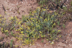 Lotononis viborgioides