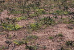 Lotononis viborgioides