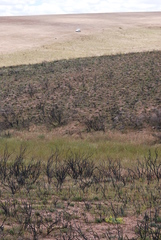 Lotononis viborgioides