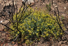 Lotononis viborgioides