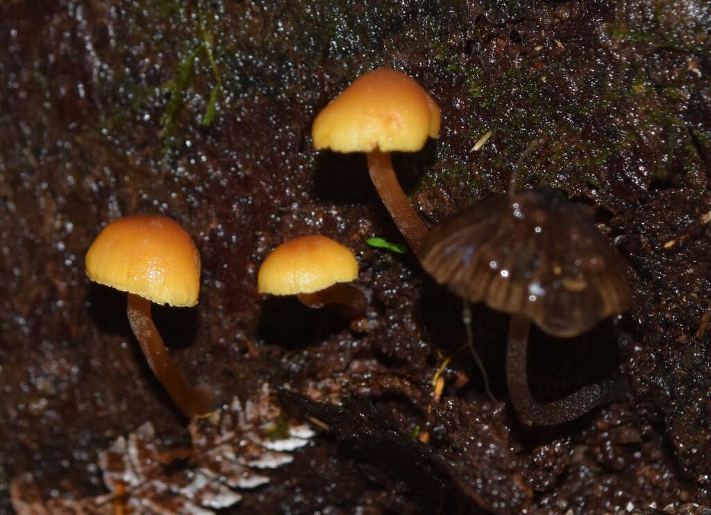 Gymnopilus austropicreus