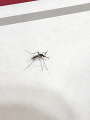 Aedes albopictus